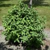 Borealis Honeyberry - Image 2